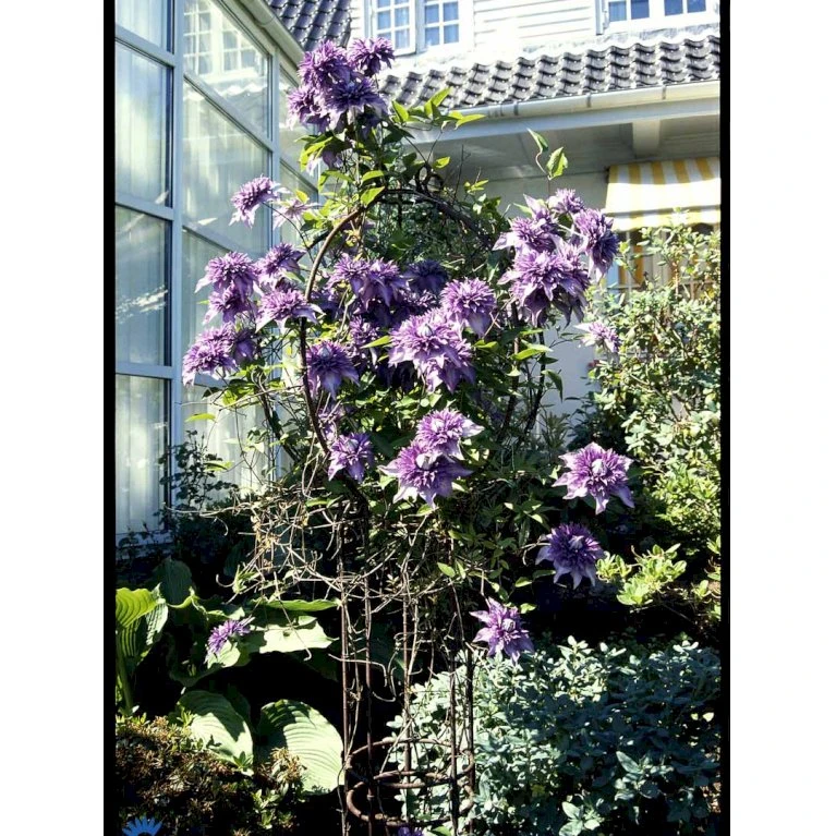 Klematis 'Multi Blue' Clematis Hybrid 'Multi Blue' Potte 2,0 liter,- Opbundet Klematis 'Multi Blue' Clematis Hybrid 'Multi Blue' Potte 2,0 Liter,- Opbundet -Plantetorvet fi5751 clematis multi blue 37a0
