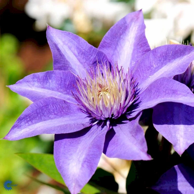 Klematis 'Multi Blue' Clematis Hybrid 'Multi Blue' Potte 2,0 liter,- Opbundet Klematis 'Multi Blue' Clematis Hybrid 'Multi Blue' Potte 2,0 Liter,- Opbundet -Plantetorvet fi5751 clematis multi blue 90d0