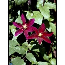 Klematis 'Niobe' Clematis Hybrid 'Niobe' Potte 2,0 Liter,- Opbundet 8 Klematis 'Niobe' Clematis Hybrid 'Niobe' Potte 2,0 Liter,- Opbundet -Plantetorvet fi5754 clematis niobe b4aa