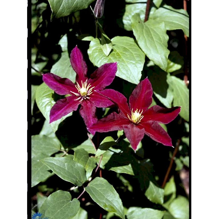 Klematis 'Niobe' Clematis Hybrid 'Niobe' Potte 2,0 liter,- Opbundet Klematis 'Niobe' Clematis Hybrid 'Niobe' Potte 2,0 Liter,- Opbundet -Plantetorvet fi5754 clematis niobe b4aa