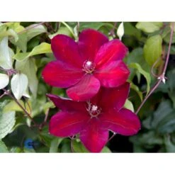 Klematis 'Niobe' Clematis Hybrid 'Niobe' Potte 2,0 Liter,- Opbundet 7 Klematis 'Niobe' Clematis Hybrid 'Niobe' Potte 2,0 Liter,- Opbundet -Plantetorvet fi5754 clematis niobe f624