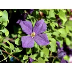 Italiensk Skovranke 'Polish Spirit' Clematis Viticella 'Polish Spirit' Potte 5,0 Liter,- Opbundet 100-150 Cm. 4 Italiensk Skovranke 'Polish Spirit' Clematis Viticella 'Polish Spirit' Potte 5,0 Liter,- Opbundet 100-150 Cm. -Plantetorvet fi5769 clematis polish spirit 8b11