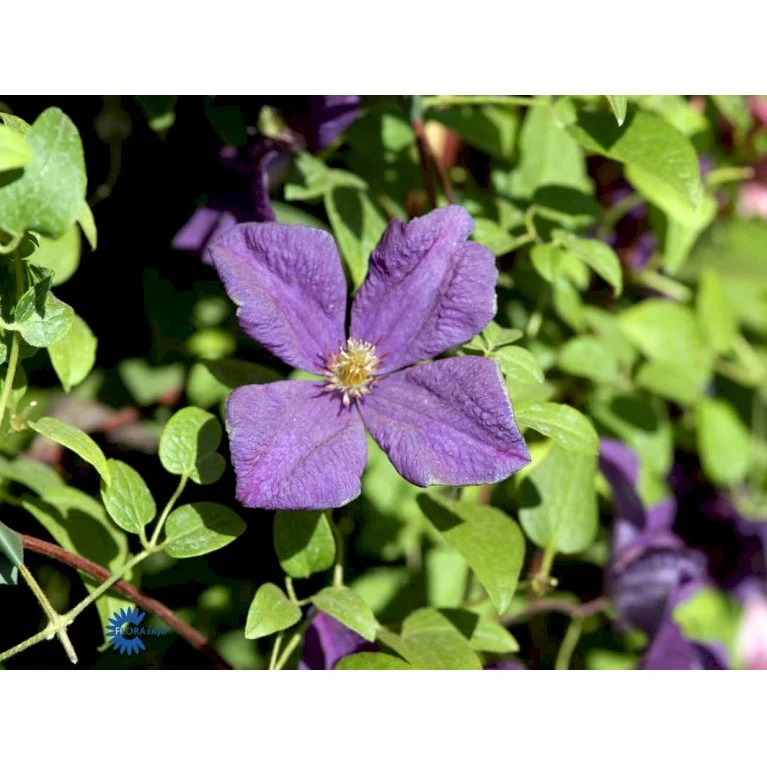 Italiensk Skovranke 'Polish Spirit' Clematis Viticella 'Polish Spirit' Potte 5,0 liter,- Opbundet 100-150 cm. Italiensk Skovranke 'Polish Spirit' Clematis Viticella 'Polish Spirit' Potte 5,0 Liter,- Opbundet 100-150 Cm. -Plantetorvet fi5769 clematis polish spirit 8b11