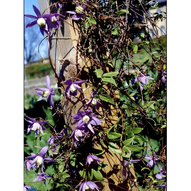 Alpe-Skovranke 'Tage Lundell' Clematis Alpina 'Tage Lundell' Potte 2,0 liter,- Opbundet 60-100 cm Alpe-Skovranke 'Tage Lundell' Clematis Alpina 'Tage Lundell' Potte 2,0 Liter,- Opbundet 60-100 Cm -Plantetorvet fi5795 clematis tage lundell 5121
