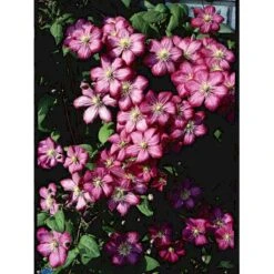 Klematis 'Ville De Lyon' Clematis Hybrid 'Ville De Lyon' Potte 2,0 Liter,- Opbundet -Plantetorvet fi5802 clematis ville de lyon 09b2