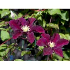 Klematis 'Warszawska Nike' Clematis Hybrid 'Warszawska Nike' Potte 2,0 Liter,- Opbundet 60-100 Cm -Plantetorvet fi5809 clematis warszawska nike 4b54
