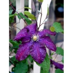 Klematis 'Warszawska Nike' Clematis Hybrid 'Warszawska Nike' Potte 2,0 Liter,- Opbundet 60-100 Cm -Plantetorvet fi5809 clematis warszawska nike 4d7e