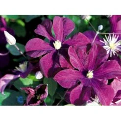 Klematis 'Warszawska Nike' Clematis Hybrid 'Warszawska Nike' Potte 2,0 Liter,- Opbundet 60-100 Cm -Plantetorvet fi5809 clematis warszawska nike f13e