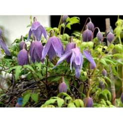 Alpe-Skovranke 'Frances Rivis' Clematis Alpina 'Frances Rivis' Potte 2,0 Liter,- Opbundet 4 Alpe-Skovranke 'Frances Rivis' Clematis Alpina 'Frances Rivis' Potte 2,0 Liter,- Opbundet -Plantetorvet fi5818 clematis alpina frances rivis a659