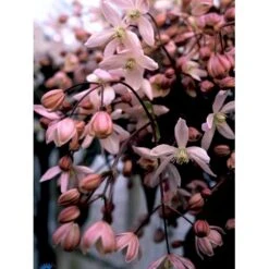 Stedsegrøn Klematis 'Apple Blossom' Clematis Armandii 'Apple Blossom' Potte 2,0 Liter,- Opbundet 60-100 Cm 4 Stedsegrøn Klematis 'Apple Blossom' Clematis Armandii 'Apple Blossom' Potte 2,0 Liter,- Opbundet 60-100 Cm -Plantetorvet fi5828 clematis armandii apple blossom cb37