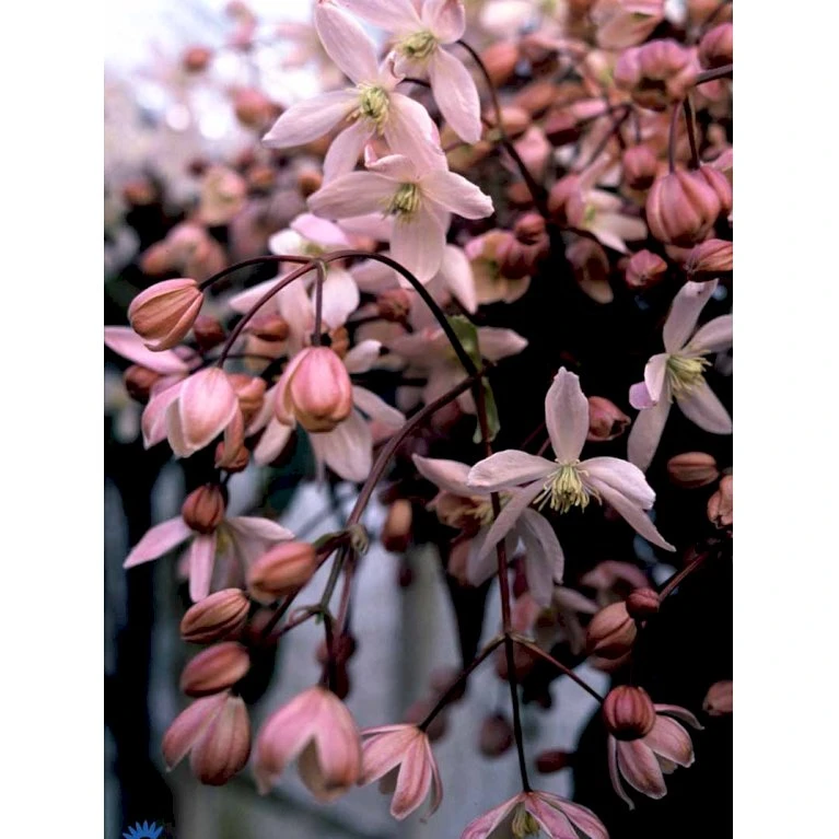 Stedsegrøn Klematis 'Apple Blossom' Clematis Armandii 'Apple Blossom' Potte 2,0 liter,- Opbundet 60-100 cm Stedsegrøn Klematis 'Apple Blossom' Clematis Armandii 'Apple Blossom' Potte 2,0 Liter,- Opbundet 60-100 Cm -Plantetorvet fi5828 clematis armandii apple blossom cb37