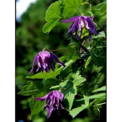 Småblomstrende Klematis Clematis Macropetala Potte 2,0 Liter,- Opbundet 60-100 Cm 6 Småblomstrende Klematis Clematis Macropetala Potte 2,0 Liter,- Opbundet 60-100 Cm -Plantetorvet fi5852 clematis macropetala 7d20