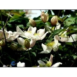 Bjerg-Skovranke 'Elizabeth' Clematis Montana 'Elizabeth' Potte 2,0 Liter,- Opbundet 60-100 Cm -Plantetorvet fi5859 clematis montana elizabeth ecd6