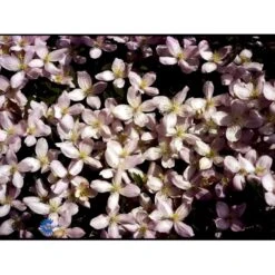 Bjerg-Skovranke 'Elizabeth' Clematis Montana 'Elizabeth' Potte 2,0 Liter,- Opbundet 60-100 Cm -Plantetorvet fi5859 clematis montana elizabeth f374