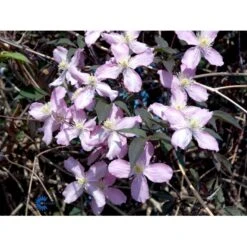 Bjerg-Skovranke 'Fragant Spring' Clematis Montana 'Fragant Spring' Potte 2,0 Liter,- Opbundet 4 Bjerg-Skovranke 'Fragant Spring' Clematis Montana 'Fragant Spring' Potte 2,0 Liter,- Opbundet -Plantetorvet fi5860 clematis montana fragrant spring dedd