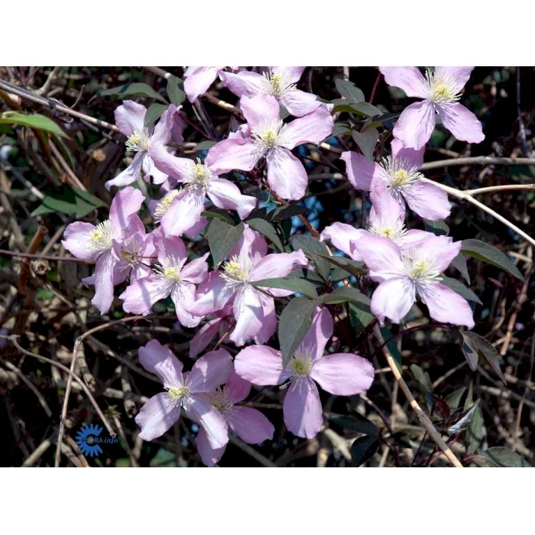 Bjerg-Skovranke 'Fragant Spring' Clematis Montana 'Fragant Spring' Potte 2,0 liter,- Opbundet Bjerg-Skovranke 'Fragant Spring' Clematis Montana 'Fragant Spring' Potte 2,0 Liter,- Opbundet -Plantetorvet fi5860 clematis montana fragrant spring dedd
