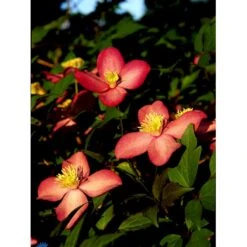 Bjerg-Skovranke 'Freda' Clematis Montana 'Freda' Potte 2,0 Liter,- Opbundet -Plantetorvet fi5861 clematis montana freda bdd8