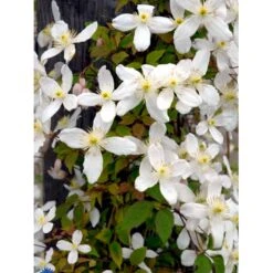 Bjerg-Skovranke 'Grandiflora' Clematis Montana 'Grandiflora' Potte 2,0 Liter,- Opbundet -Plantetorvet fi5862 clematis montana grandiflora 8fe3