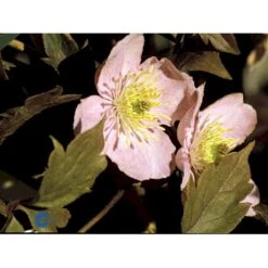 Bjerg-Skovranke 'Tetrarose' Clematis Montana 'Tetrarose' Potte 2,0 Liter,- Opbundet 4 Bjerg-Skovranke 'Tetrarose' Clematis Montana 'Tetrarose' Potte 2,0 Liter,- Opbundet -Plantetorvet fi5867 clematis montana tetrarose 3986