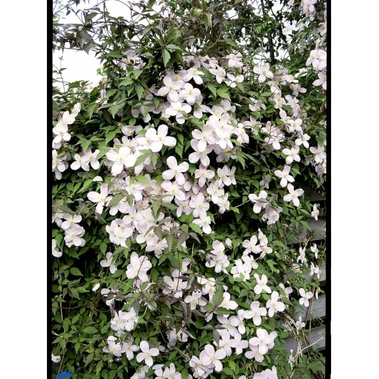 Bjerg-Skovranke 'Rubens' Clematis Montana 'Rubens' Potte 5,0 liter,- Opbundet 100-150 cm. Bjerg-Skovranke 'Rubens' Clematis Montana 'Rubens' Potte 5,0 Liter,- Opbundet 100-150 Cm. -Plantetorvet fi5870 clematis montana var rubens 40f7