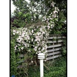 Bjerg-Skovranke 'Rubens' Clematis Montana 'Rubens' Potte 5,0 Liter,- Opbundet 100-150 Cm. 8 Bjerg-Skovranke 'Rubens' Clematis Montana 'Rubens' Potte 5,0 Liter,- Opbundet 100-150 Cm. -Plantetorvet fi5870 clematis montana var rubens 51db