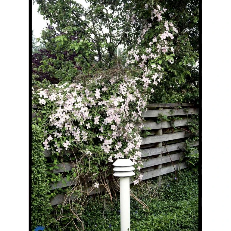 Bjerg-Skovranke 'Rubens' Clematis Montana 'Rubens' Potte 5,0 liter,- Opbundet 100-150 cm. Bjerg-Skovranke 'Rubens' Clematis Montana 'Rubens' Potte 5,0 Liter,- Opbundet 100-150 Cm. -Plantetorvet fi5870 clematis montana var rubens 51db