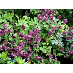 Italiensk Skovranke 'Purpurea Plena Elegans' Clematis Viticella 'Purpurea Plena Elegans' Potte 2,0 Liter,- Opbundet 60-100 Cm 9 Italiensk Skovranke 'Purpurea Plena Elegans' Clematis Viticella 'Purpurea Plena Elegans' Potte 2,0 Liter,- Opbundet 60-100 Cm -Plantetorvet fi5875 clematis vit purpurea plena elegans 0fd8