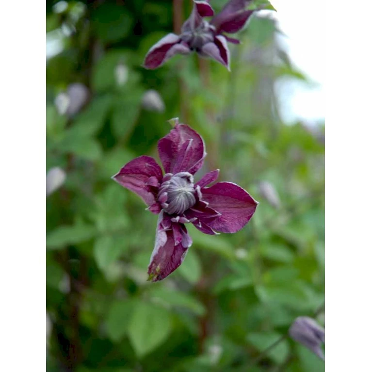 Italiensk Skovranke 'Purpurea Plena Elegans' Clematis Viticella 'Purpurea Plena Elegans' Potte 2,0 liter,- Opbundet 60-100 cm Italiensk Skovranke 'Purpurea Plena Elegans' Clematis Viticella 'Purpurea Plena Elegans' Potte 2,0 Liter,- Opbundet 60-100 Cm -Plantetorvet fi5875 clematis vit purpurea plena elegans 4f21