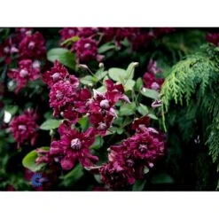 Italiensk Skovranke 'Purpurea Plena Elegans' Clematis Viticella 'Purpurea Plena Elegans' Potte 2,0 Liter,- Opbundet 60-100 Cm 7 Italiensk Skovranke 'Purpurea Plena Elegans' Clematis Viticella 'Purpurea Plena Elegans' Potte 2,0 Liter,- Opbundet 60-100 Cm -Plantetorvet fi5875 clematis vit purpurea plena elegans d94b