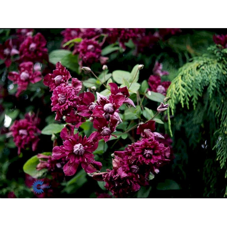 Italiensk Skovranke 'Purpurea Plena Elegans' Clematis Viticella 'Purpurea Plena Elegans' Potte 2,0 liter,- Opbundet 60-100 cm Italiensk Skovranke 'Purpurea Plena Elegans' Clematis Viticella 'Purpurea Plena Elegans' Potte 2,0 Liter,- Opbundet 60-100 Cm -Plantetorvet fi5875 clematis vit purpurea plena elegans d94b