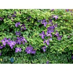 Italiensk Skovranke Clematis Viticella Potte 2,0 Liter,- Opbundet -Plantetorvet fi5877 clematis viticella 752e