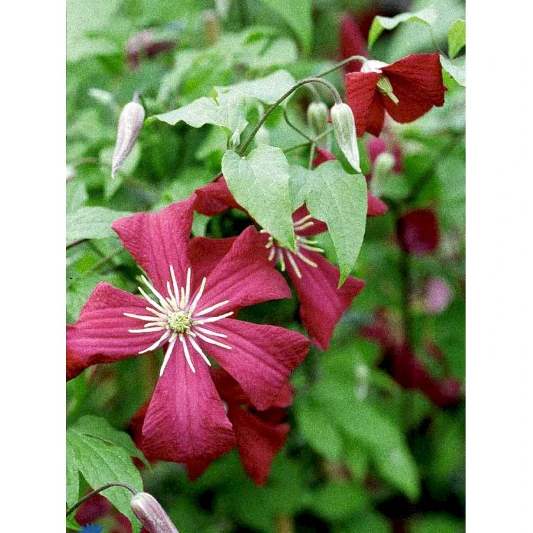 Italiensk Skovranke 'Madame Julia Correvon' Clematis Viticella 'Madame Julia Correvon' Potte 2,0 liter,- Opbundet Italiensk Skovranke 'Madame Julia Correvon' Clematis Viticella 'Madame Julia Correvon' Potte 2,0 Liter,- Opbundet -Plantetorvet fi5881 clematis viticella mme julia correvon 18bb