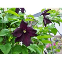 Italiensk Skovranke 'Romantica' Clematis Viticella 'Romantica' Potte 2,0 Liter,- Opbundet -Plantetorvet fi5884 clematis viticella romantika 72e1