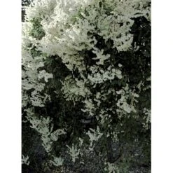 Arkitektens Trøst Polygonum Aubertii Potte 2,0 Liter,- Opbundet 6 Arkitektens Trøst Polygonum Aubertii Potte 2,0 Liter,- Opbundet -Plantetorvet fi5890 fallopia baldschuanica a26c