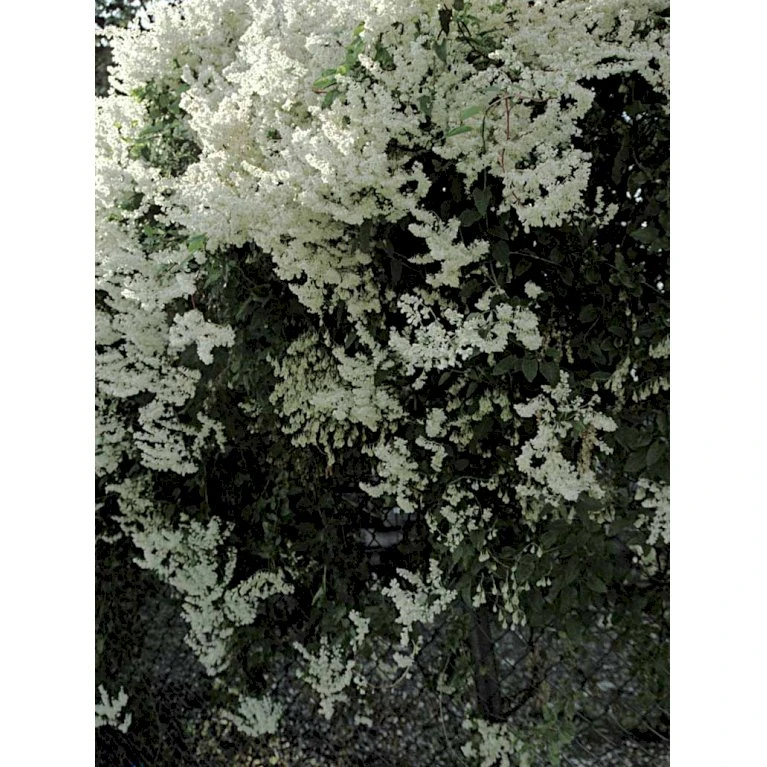 Arkitektens Trøst Polygonum Aubertii Potte 2,0 liter,- Opbundet Arkitektens Trøst Polygonum Aubertii Potte 2,0 Liter,- Opbundet -Plantetorvet fi5890 fallopia baldschuanica a26c