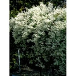 Arkitektens Trøst Polygonum Aubertii Potte 2,0 Liter,- Opbundet 5 Arkitektens Trøst Polygonum Aubertii Potte 2,0 Liter,- Opbundet -Plantetorvet fi5890 fallopia baldschuanica c679