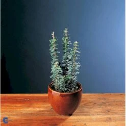 Småbladet Efeu Hedera Helix Potte 2,0 Liter,- Opbundet 16 Småbladet Efeu Hedera Helix Potte 2,0 Liter,- Opbundet -Plantetorvet fi5896 hedera helix 368c