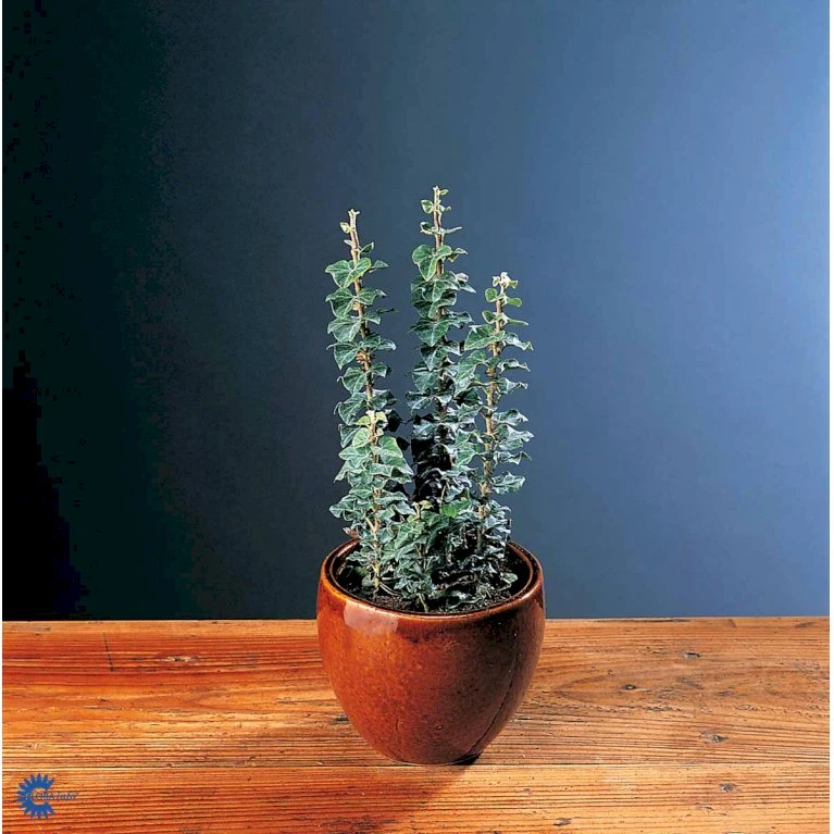Småbladet Efeu Hedera Helix Potte 2,0 liter,- Opbundet Småbladet Efeu Hedera Helix Potte 2,0 Liter,- Opbundet -Plantetorvet fi5896 hedera helix 368c
