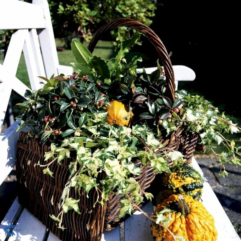 Småbladet Efeu Hedera Helix Potte 2,0 liter,- Opbundet Småbladet Efeu Hedera Helix Potte 2,0 Liter,- Opbundet -Plantetorvet fi5896 hedera helix 57fb