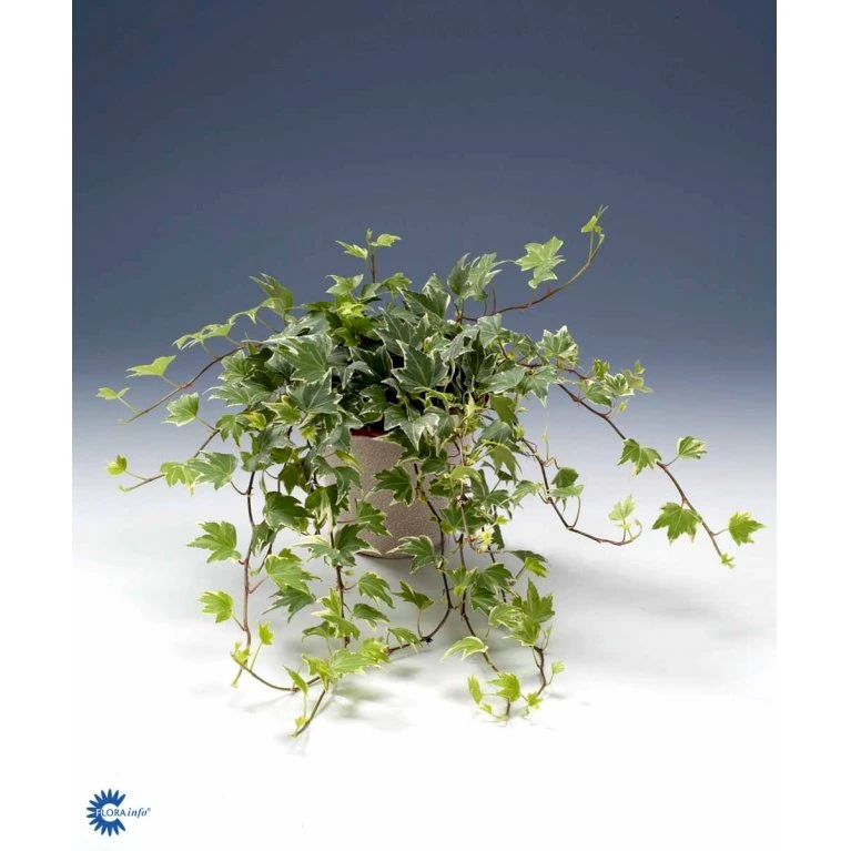 Småbladet Efeu Hedera Helix Potte 2,0 liter,- Opbundet Småbladet Efeu Hedera Helix Potte 2,0 Liter,- Opbundet -Plantetorvet fi5896 hedera helix 757d