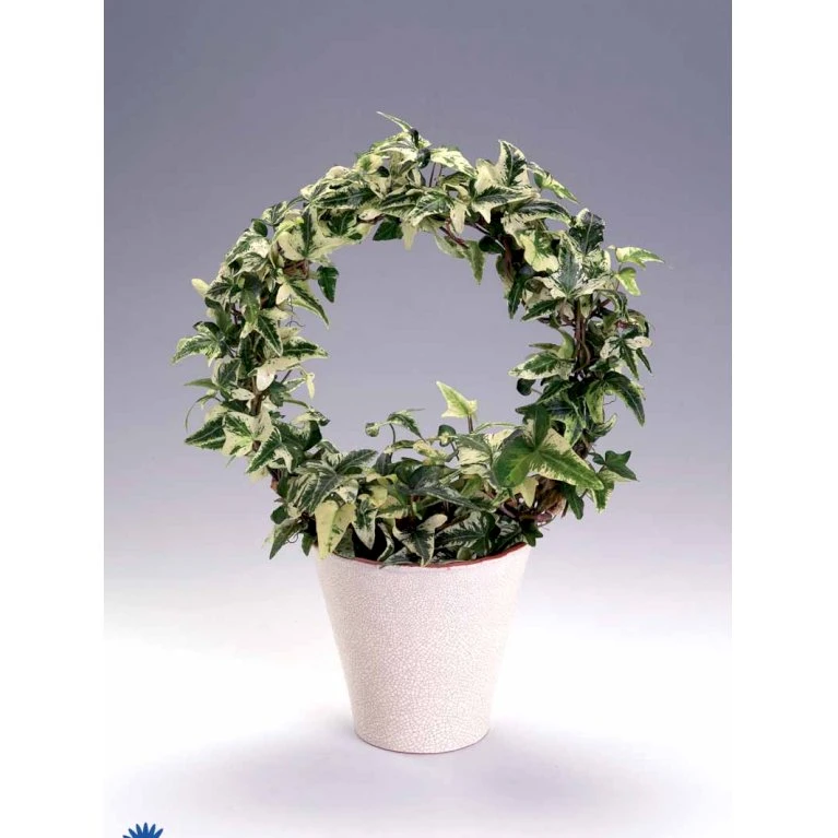 Småbladet Efeu Hedera Helix Potte 2,0 liter,- Opbundet Småbladet Efeu Hedera Helix Potte 2,0 Liter,- Opbundet -Plantetorvet fi5896 hedera helix 856f