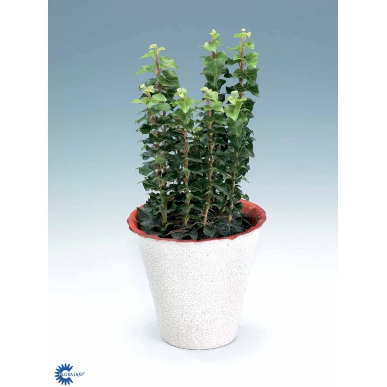 Småbladet Efeu Hedera Helix Potte 2,0 liter,- Opbundet Småbladet Efeu Hedera Helix Potte 2,0 Liter,- Opbundet -Plantetorvet fi5896 hedera helix 857d