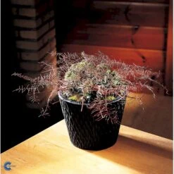 Småbladet Efeu Hedera Helix Potte 2,0 Liter,- Opbundet 15 Småbladet Efeu Hedera Helix Potte 2,0 Liter,- Opbundet -Plantetorvet fi5896 hedera helix 9b7e