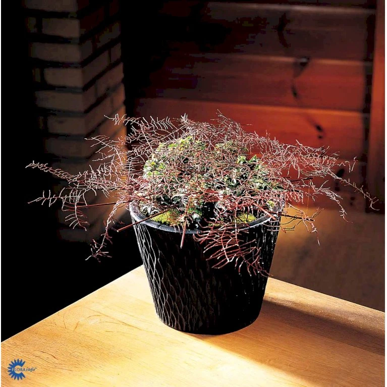 Småbladet Efeu Hedera Helix Potte 2,0 liter,- Opbundet Småbladet Efeu Hedera Helix Potte 2,0 Liter,- Opbundet -Plantetorvet fi5896 hedera helix 9b7e