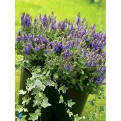 Småbladet Efeu Hedera Helix Potte 2,0 Liter,- Opbundet 9 Småbladet Efeu Hedera Helix Potte 2,0 Liter,- Opbundet -Plantetorvet fi5896 hedera helix c4c3