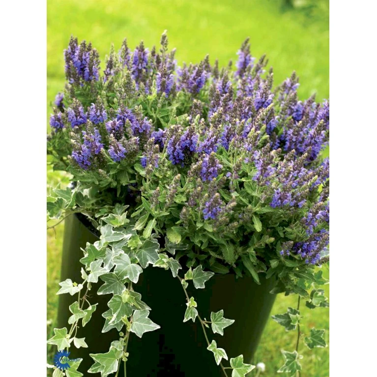 Småbladet Efeu Hedera Helix Potte 2,0 liter,- Opbundet Småbladet Efeu Hedera Helix Potte 2,0 Liter,- Opbundet -Plantetorvet fi5896 hedera helix c4c3