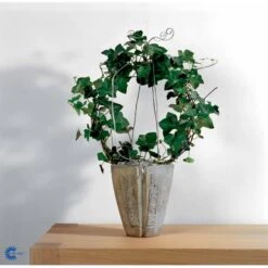 Småbladet Efeu Hedera Helix Potte 2,0 Liter,- Opbundet 11 Småbladet Efeu Hedera Helix Potte 2,0 Liter,- Opbundet -Plantetorvet fi5896 hedera helix c868