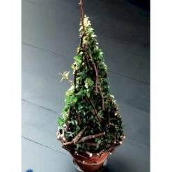 Småbladet Efeu Hedera Helix Potte 2,0 Liter,- Opbundet 17 Småbladet Efeu Hedera Helix Potte 2,0 Liter,- Opbundet -Plantetorvet fi5896 hedera helix d16b