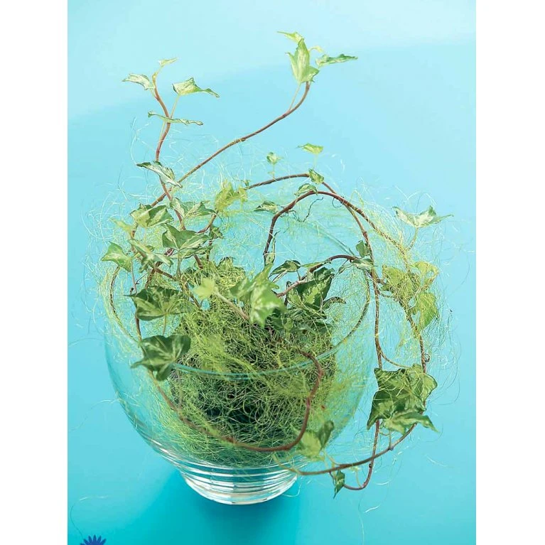 Småbladet Efeu Hedera Helix Potte 2,0 liter,- Opbundet Småbladet Efeu Hedera Helix Potte 2,0 Liter,- Opbundet -Plantetorvet fi5896 hedera helix fc92