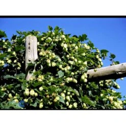 Almindelig Humle Humulus Lupulus Potte 2,0 Liter,- Opbundet 7 Almindelig Humle Humulus Lupulus Potte 2,0 Liter,- Opbundet -Plantetorvet fi5929 humulus lupulus 3266